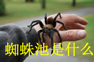 蜘蛛池的核心原理到底是什么？